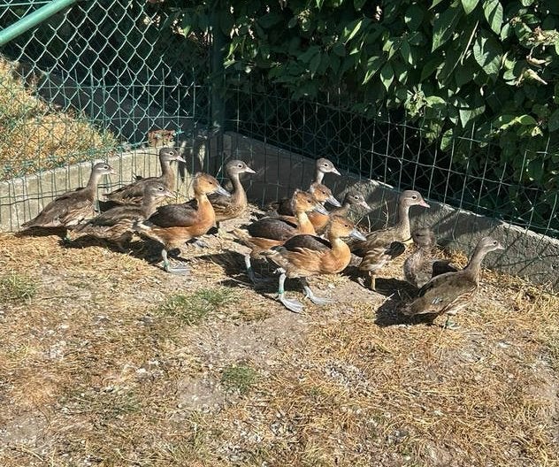 Siereenden te koop, Dieren en Toebehoren, Pluimvee