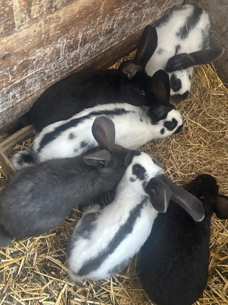 Konijnen, Dieren en Toebehoren
