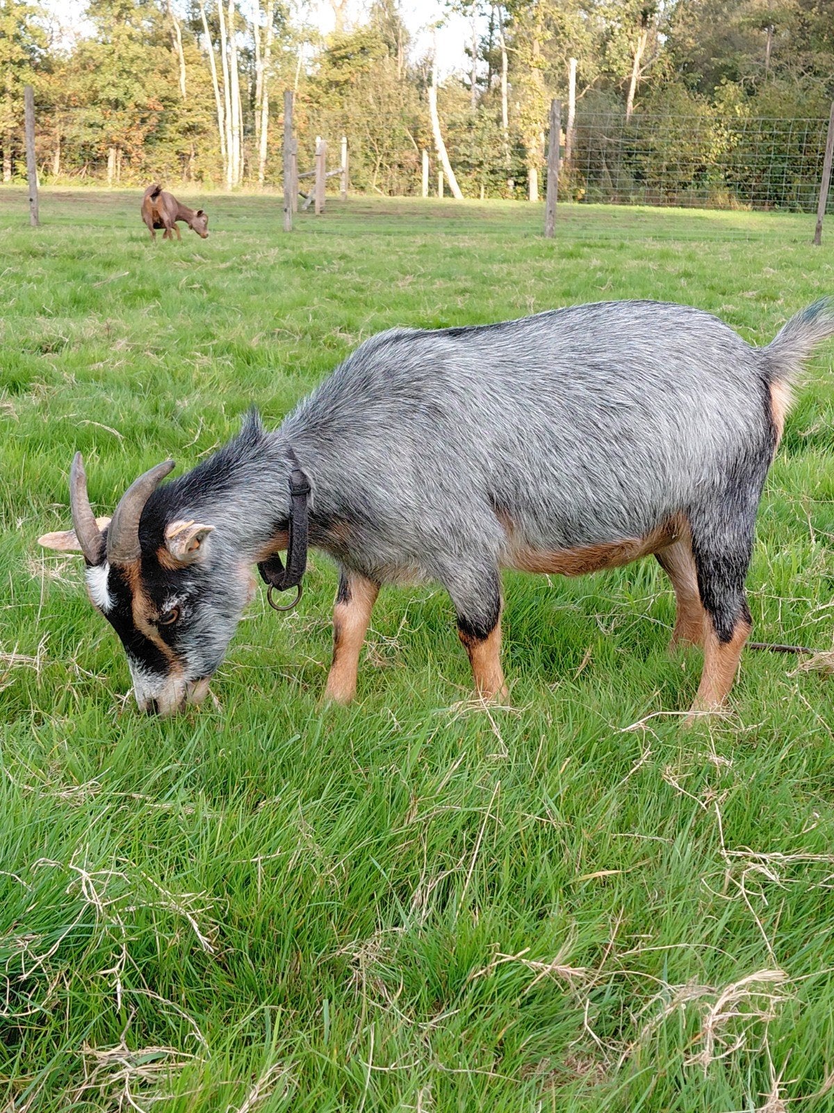 prachtig dwerggeitje, Animaux & Accessoires
