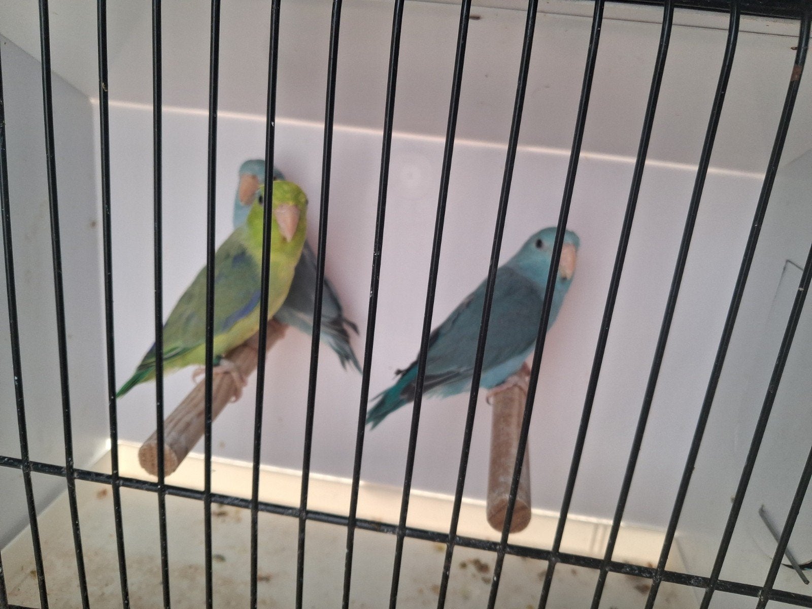 forpussen  2026, Animaux & Accessoires, Oiseaux | Perruches & Perroquets, Bagué