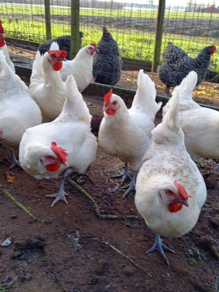 Foktomen Poule de Bresse, Dieren en Toebehoren