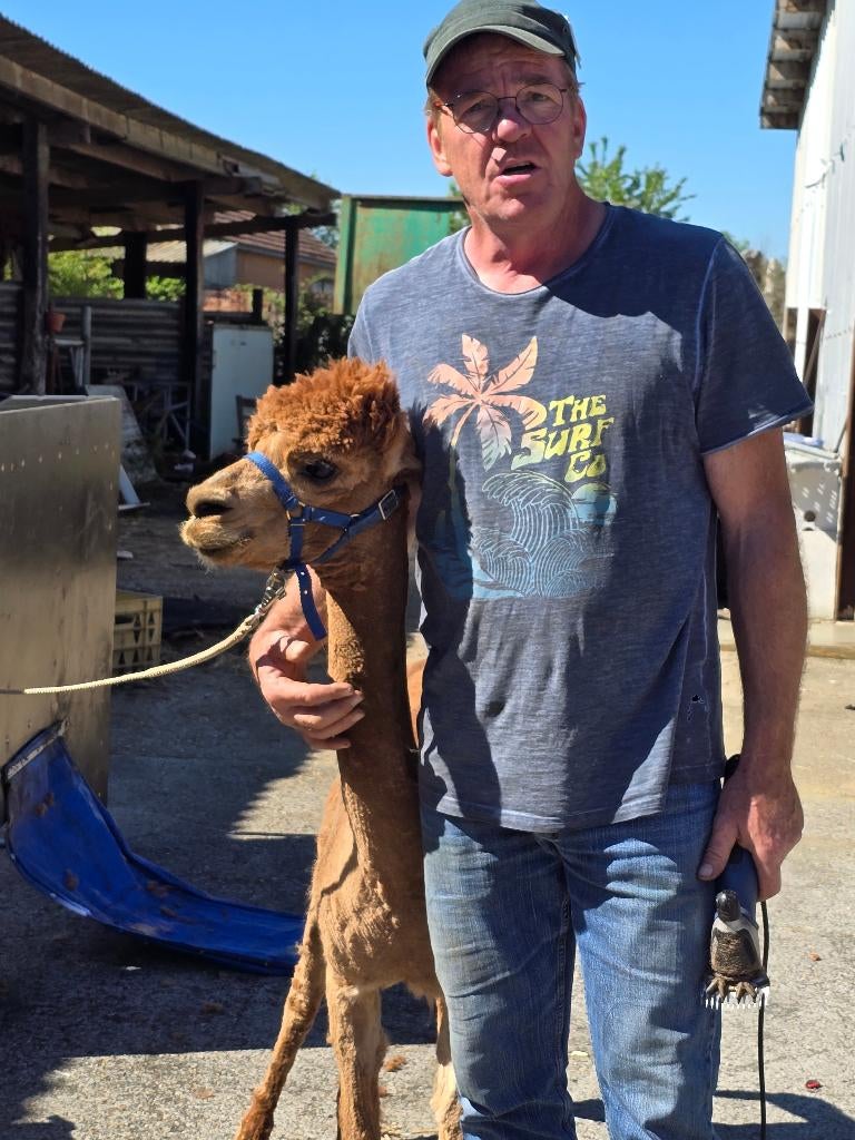 Alpaca, Femelle, Chèvre, 3 à 5 ans