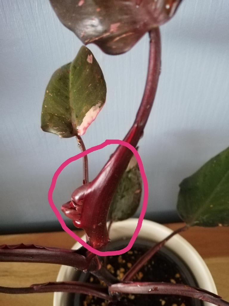 Princesse rose avec pot de fleurs, Autres espèces, En pot, Enlèvement, Plante verte