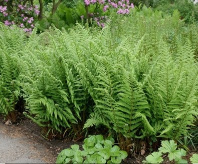 Dryopteris filix- max (Mannetjesvaren) Schaduwplant, Tuin en Terras, Planten | Tuinplanten, Ophalen, Vaste plant, Varens, Halfschaduw