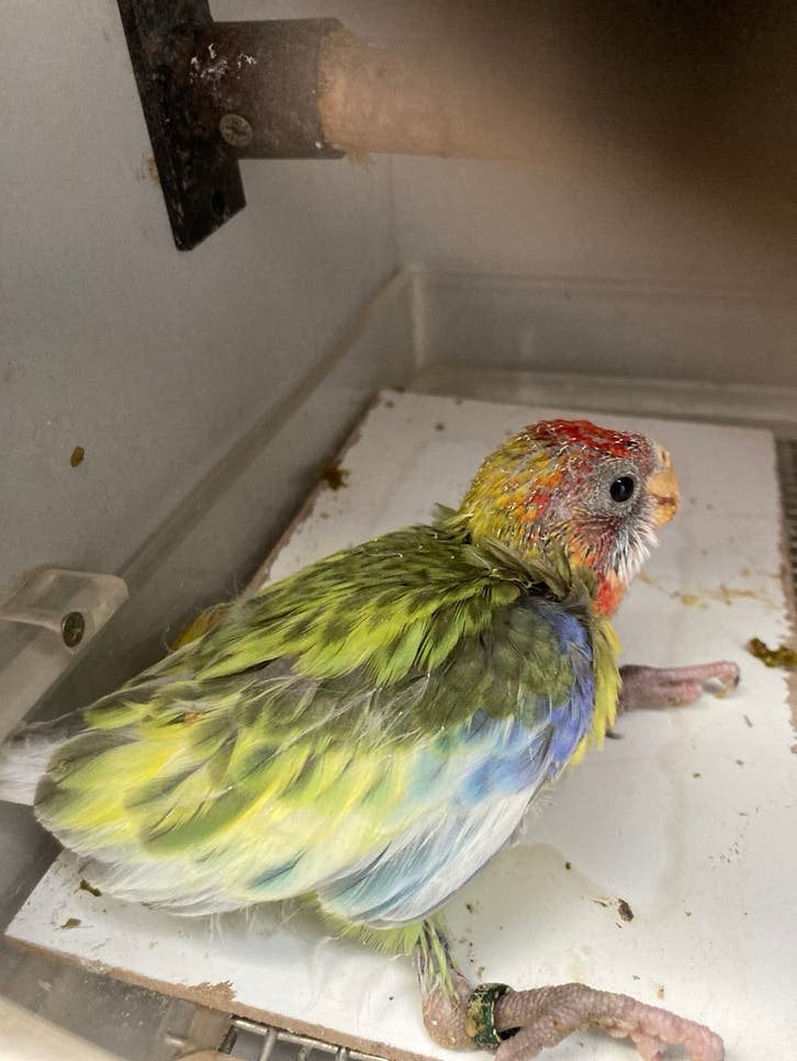 Jonge rosella’s om met de hand te voederen, Dieren en Toebehoren, Meerdere dieren