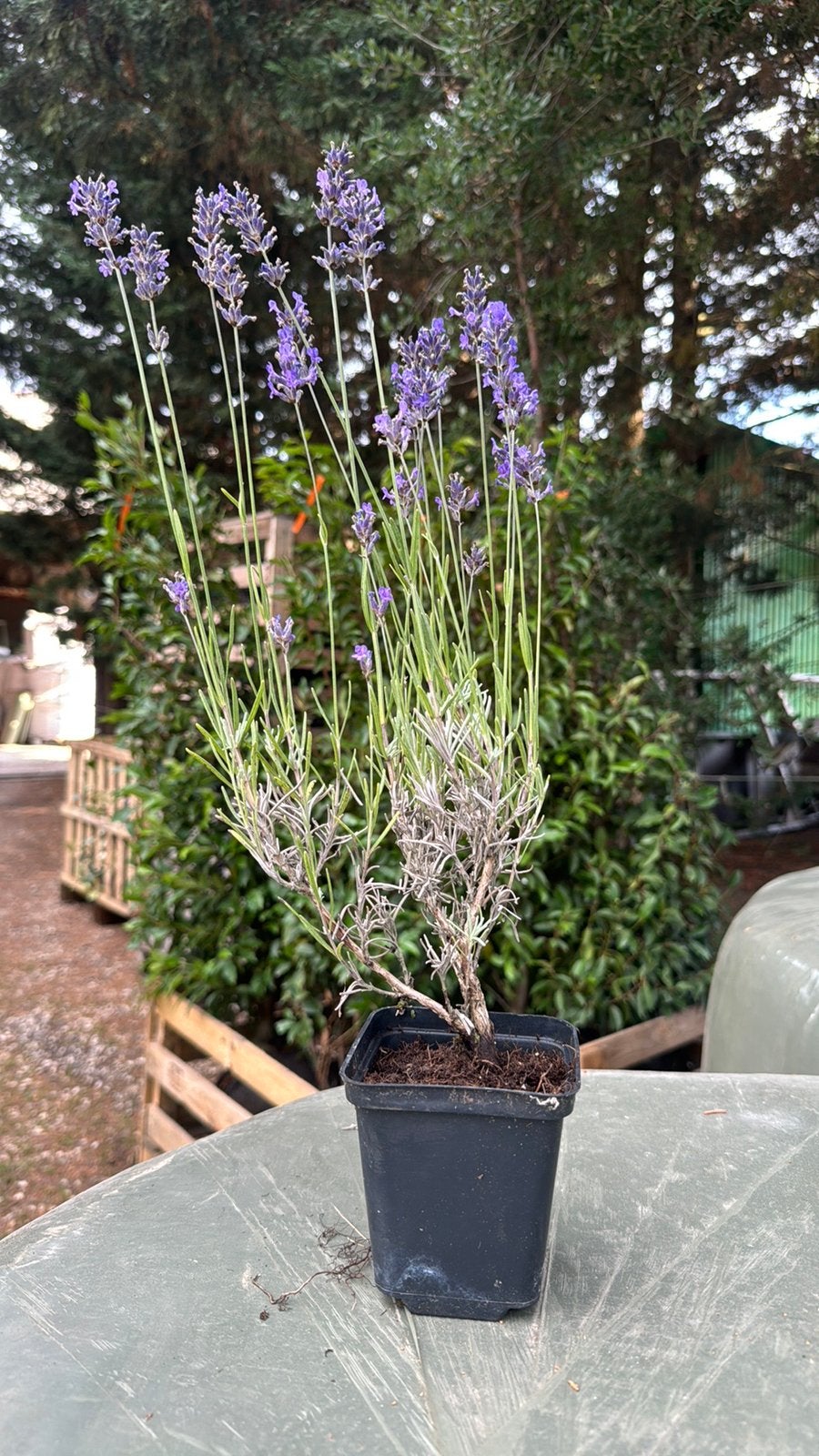 Lavendel Dwarf blue, Tuin en Terras, Planten | Tuinplanten, Ophalen