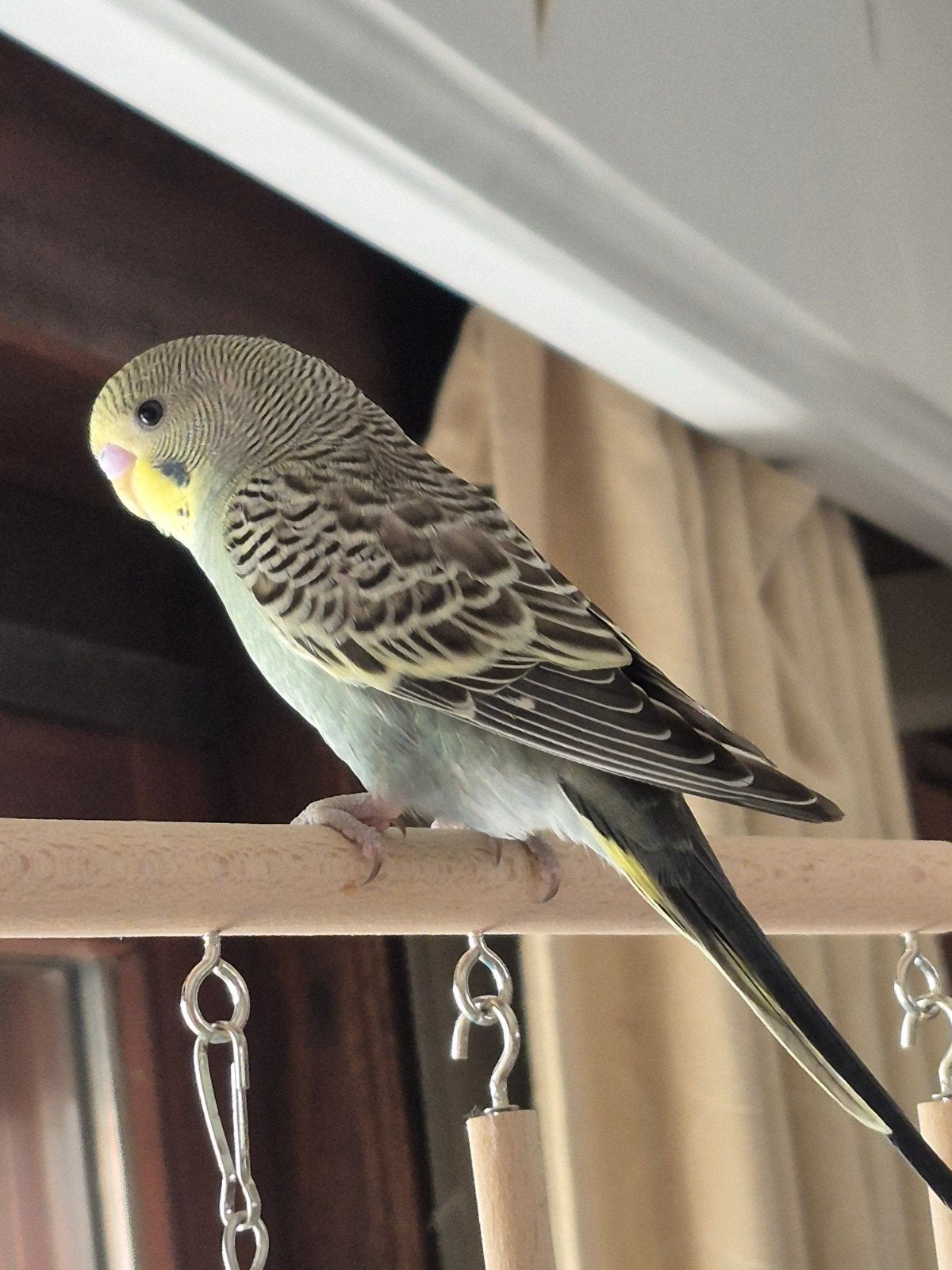 belle jeune perruche (pas apprivoisée), Animaux & Accessoires, Oiseaux | Perruches & Perroquets, Domestique