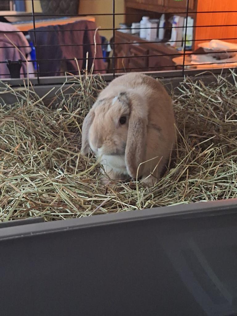 Raszuivere Nederlandse hangoordwerg, Dieren en Toebehoren, Konijnen, Hangoor