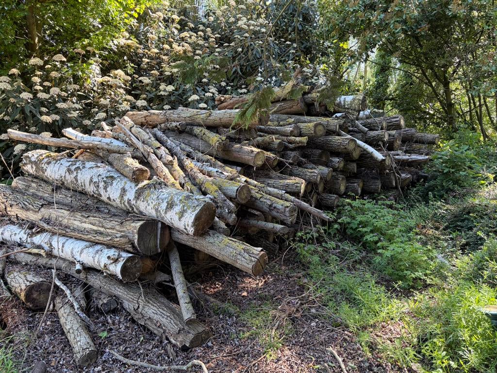 bois de chauffage, Enlèvement, Autres essences de bois, Troncs d'arbres