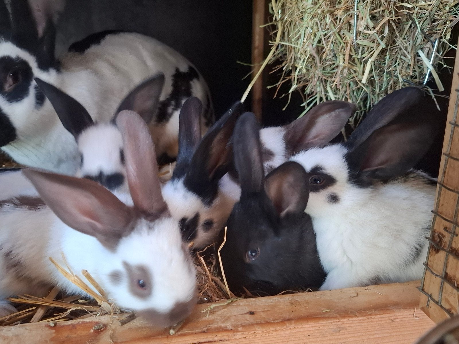 Reuzevlinder. Lotharinger groot., Dieren en Toebehoren, Konijnen, Meerdere dieren, Groot, 0 tot 2 jaar