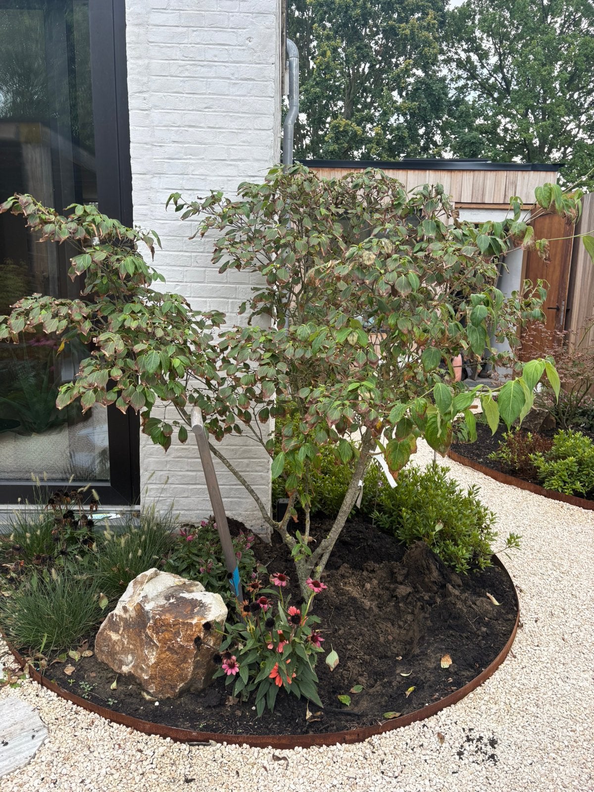 Cornus kousa (kornoelje), Enlèvement, Été