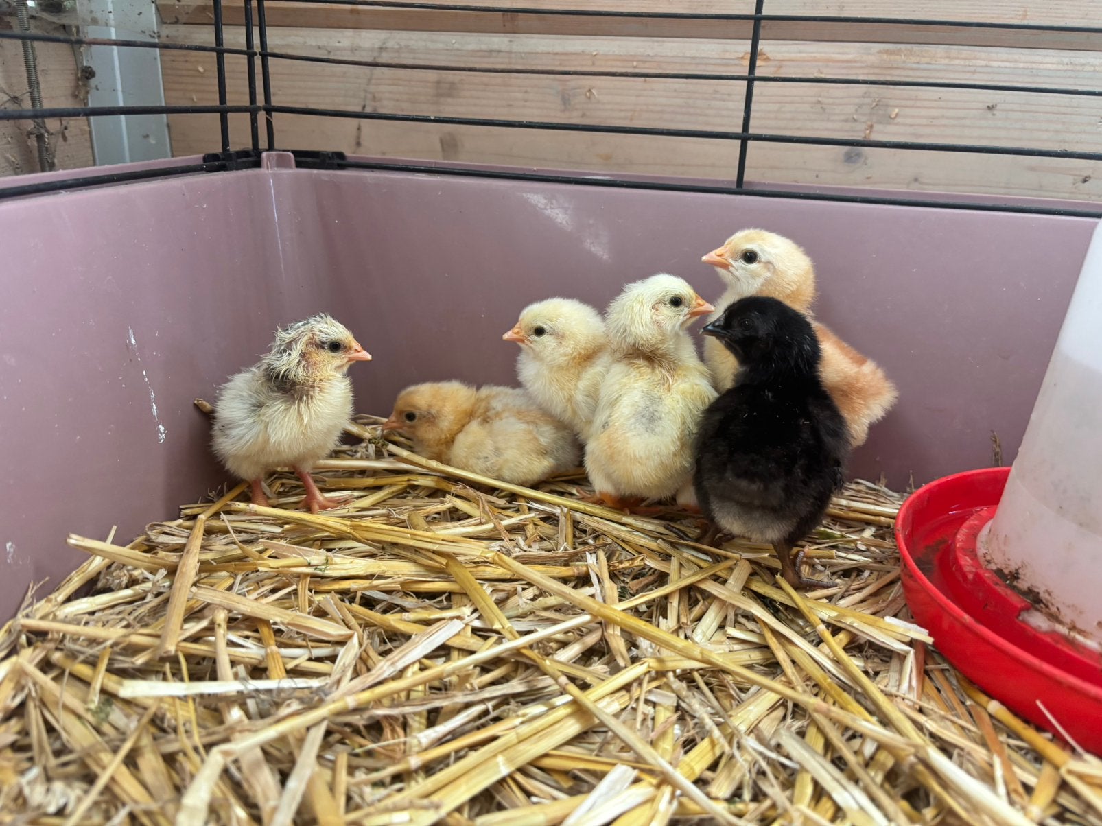 Kuikens, Juin, Domestique, Autres types, Femelle