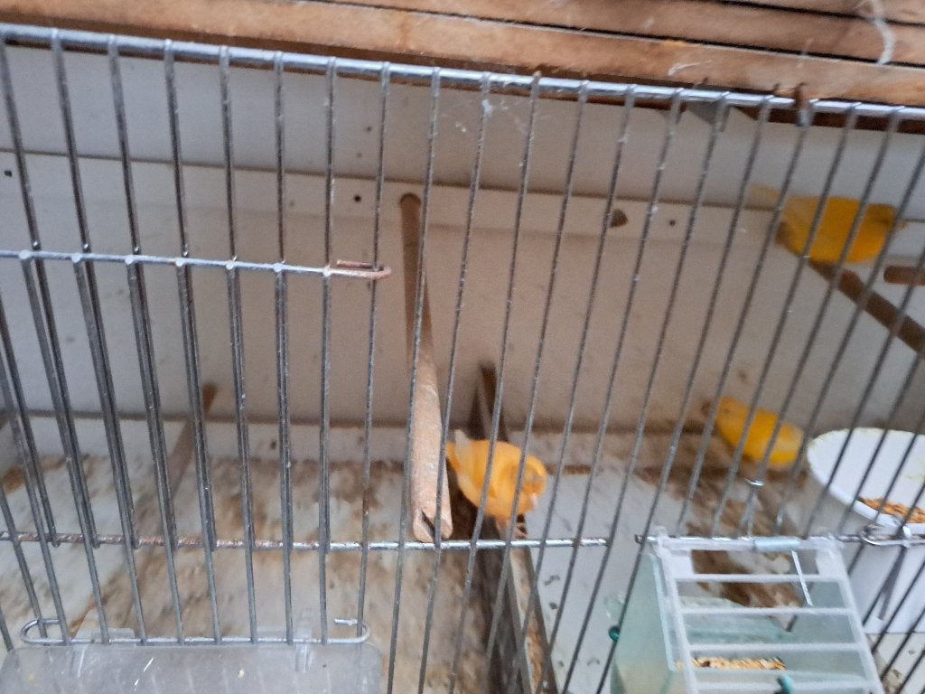 Kanarie poppen, Dieren en Toebehoren