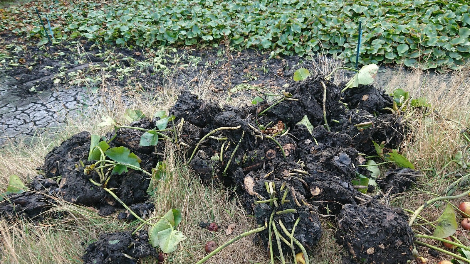 waterlelies wit, Tuin en Terras, Ophalen