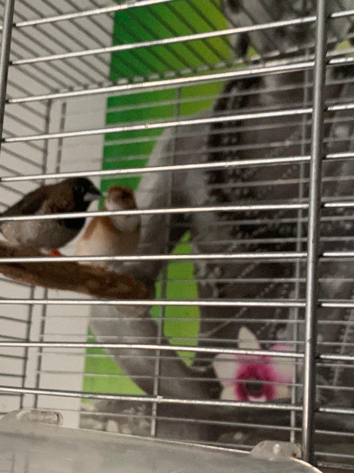 mooi koppel lijsterbekjes met kooi, Dieren en Toebehoren