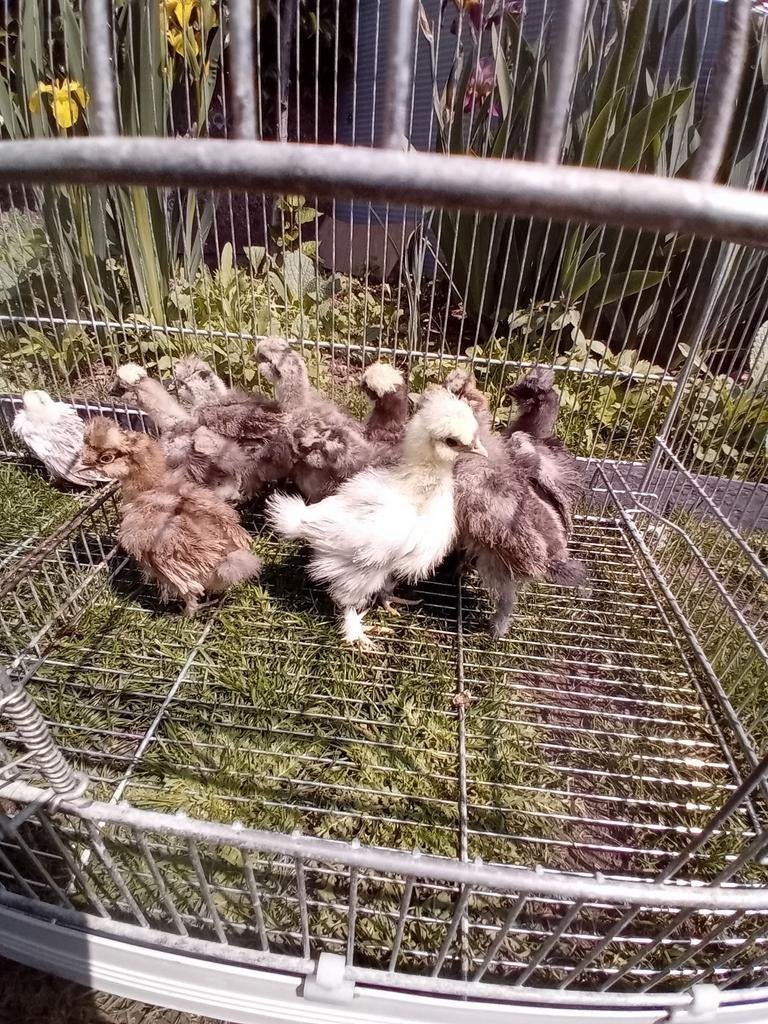 Zijdehoenders kuikens te koop, Geslacht onbekend, Kip