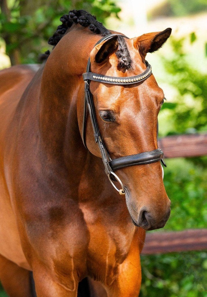 Dressuur paard, Animaux & Accessoires, Chevaux, Cheval de dressage, 11 ans ou plus, M, 165 à 170 cm