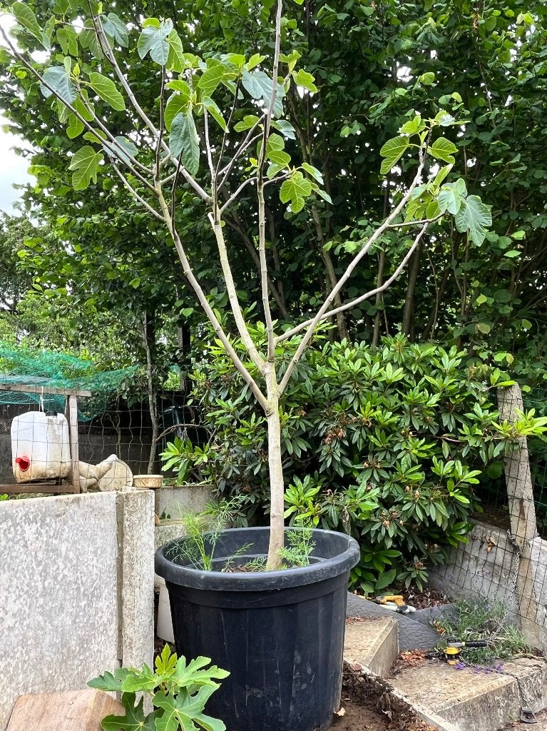 Vijgenboom, Ophalen, 100 tot 250 cm, Vijgenboom