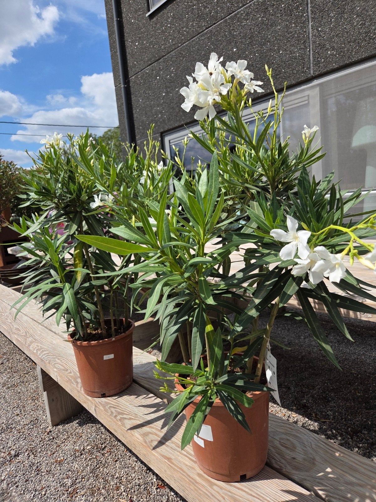 Nerium Oleander, Ophalen