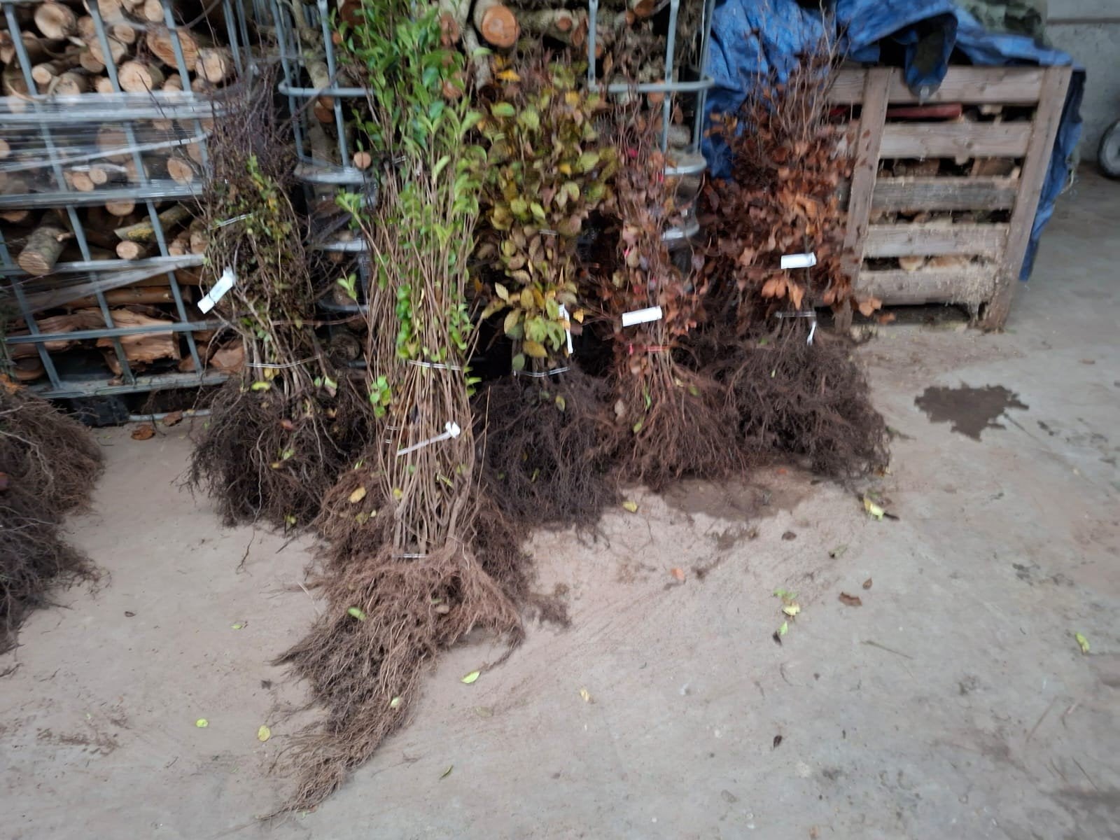 ‼️Beuk,ligustrum, meidoorn bestel ze al aan promoprijzen ‼️, Tuin en Terras, Ophalen, Beukenhaag