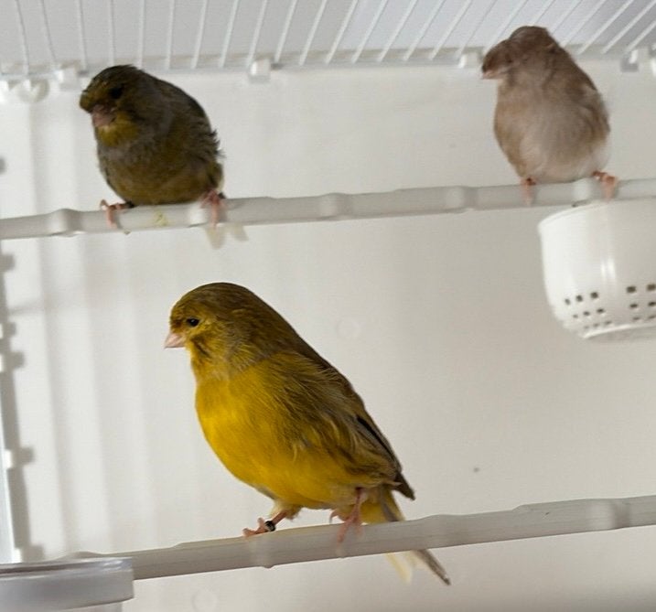 2 males / 1 femelle gloster échange ou vente, Animaux & Accessoires, Oiseaux | Canaris, Plusieurs animaux, Canari de posture