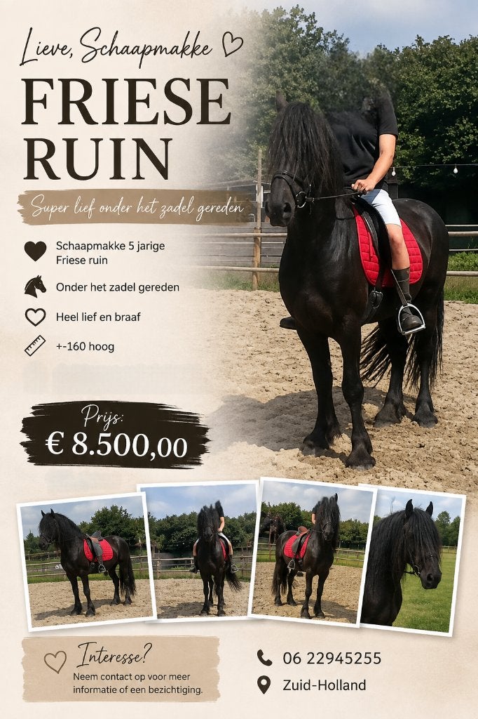 Friese ruin, Dieren en Toebehoren, Paarden, Ruin