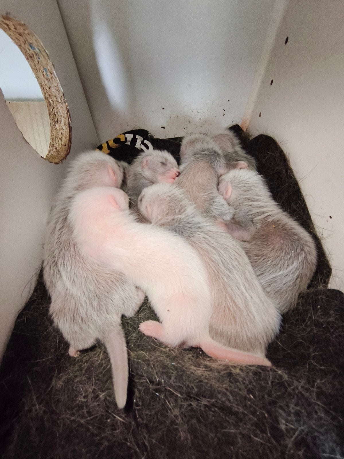 frettenpups, Dieren en Toebehoren