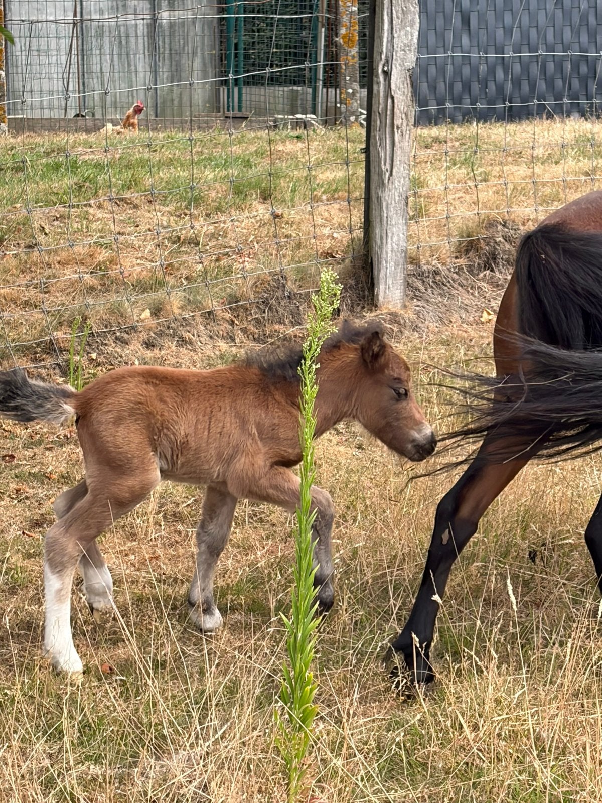 Pony, Dieren en Toebehoren, Shetlander/Mini, Ophalen, Bruin