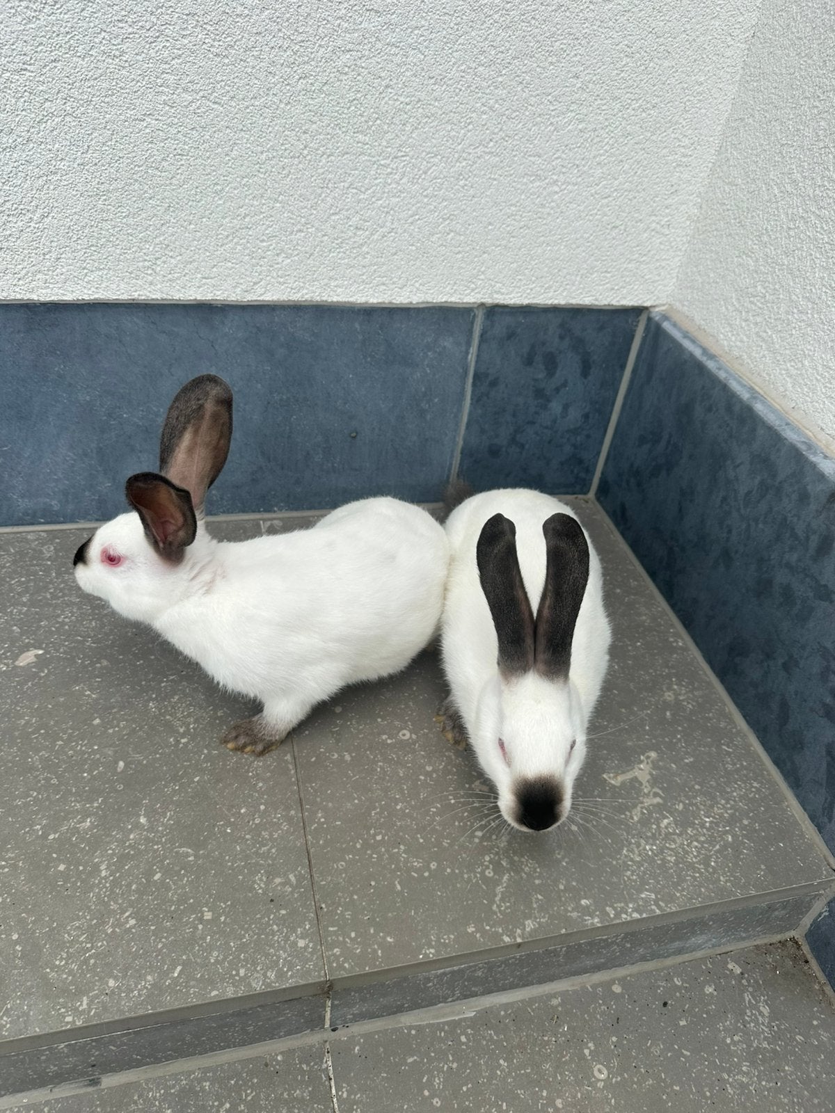 Vlees konijnen/ rammen, Dieren en Toebehoren