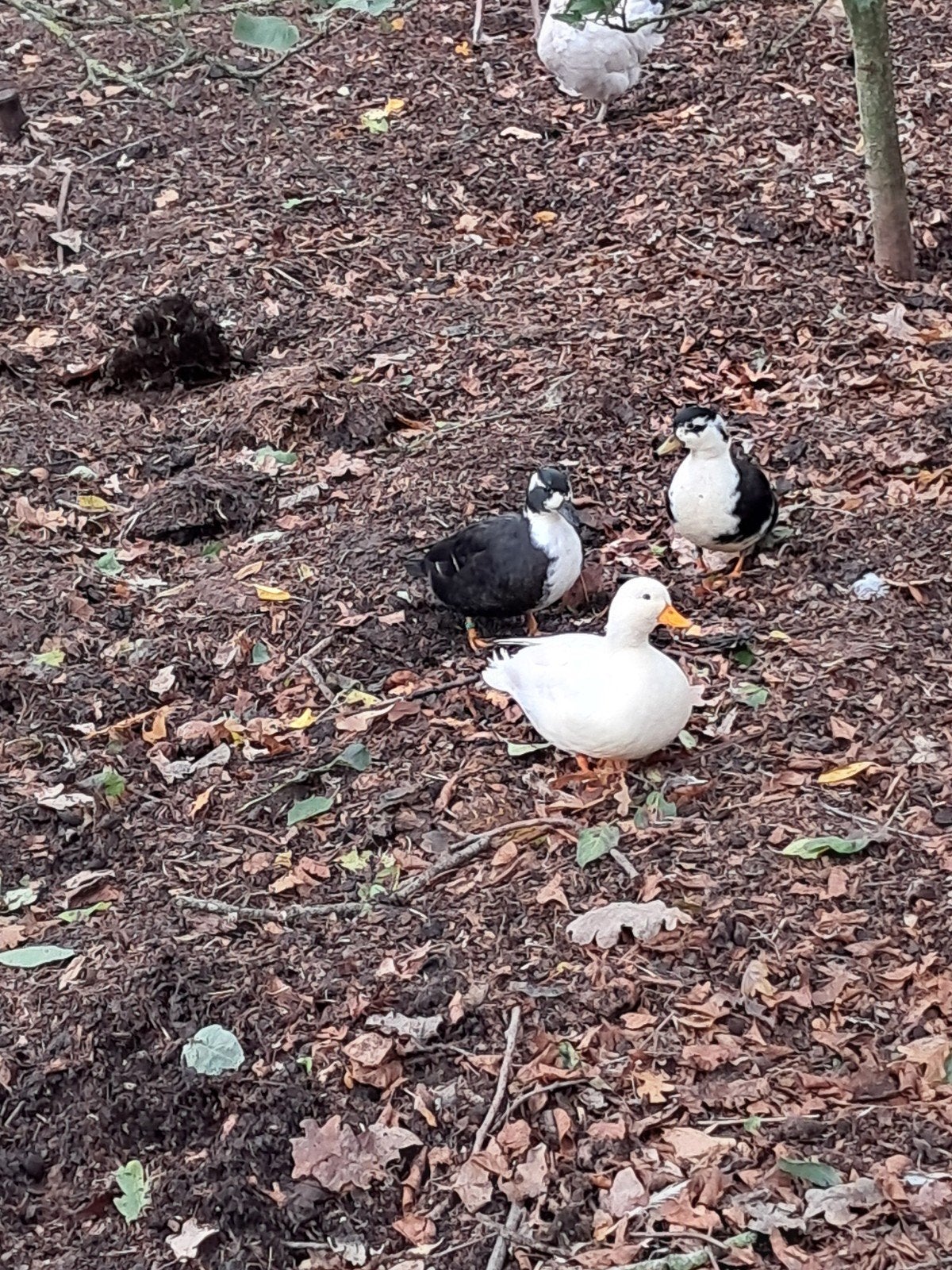 trio Hollandse kwakers, Dieren en Toebehoren