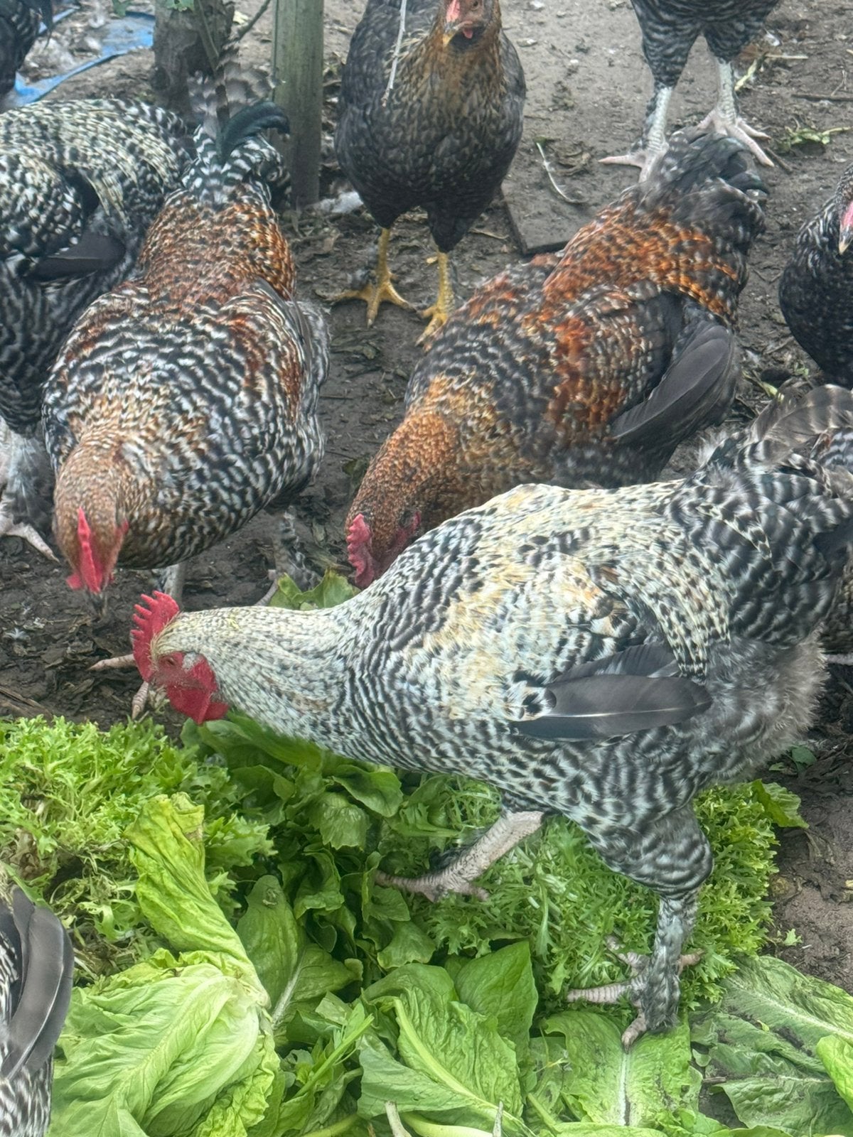Mechelse koekoek hanen, 16 weken, Dieren en Toebehoren, Pluimvee, Meerdere dieren, Kip