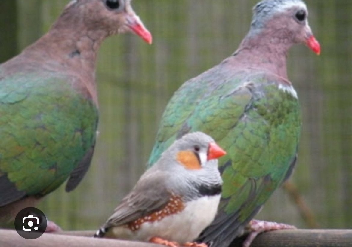 Koppels Groenvleughel, Dieren en Toebehoren, Vogels | Overige Vogels, Geringd