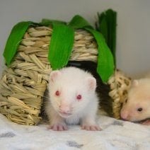 Furets, Animaux & Accessoires, Rongeurs, Juin, Plusieurs animaux, Furet