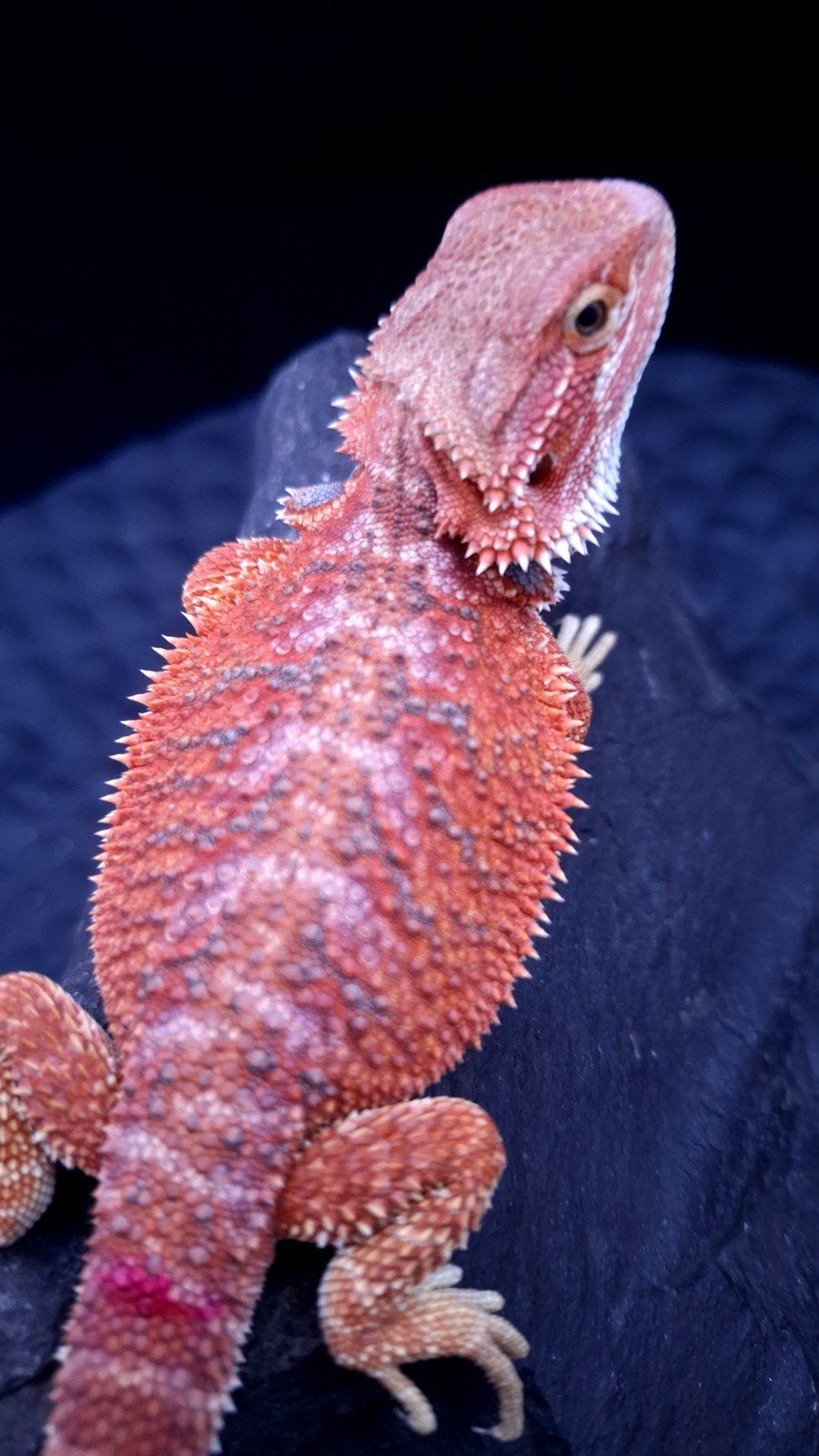 Purple Hypo Vrouwtje 8 weken oud Baardagaam, Hagedis, 0 tot 2 jaar