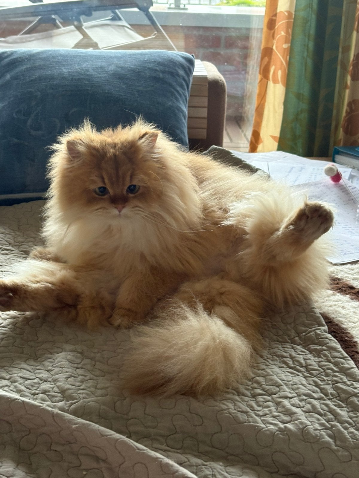 Brits langhaar Cinnamon golden, Dieren en Toebehoren, Katten en Kittens | Raskatten | Langhaar, Kater, Met stamboom, 0 tot 2 jaar
