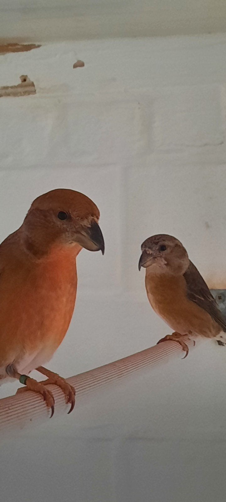 grote kruisbekken, Dieren en Toebehoren