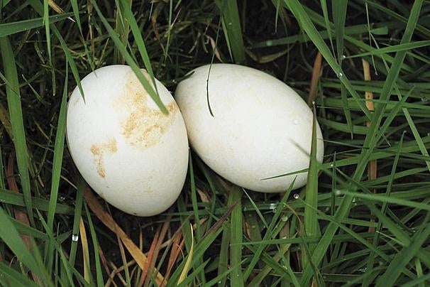 Oeufs d'oie, Enlèvement