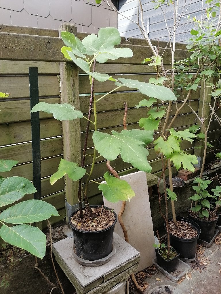 Figuier, Tuin en Terras, Planten | Fruitbomen, Ophalen, Volle zon, In pot, 250 tot 400 cm