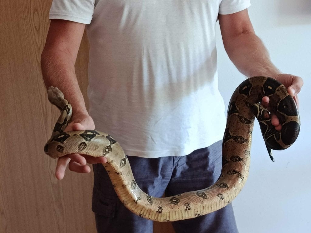 Reptiles, Animaux & Accessoires, Serpent, 3 à 6 ans