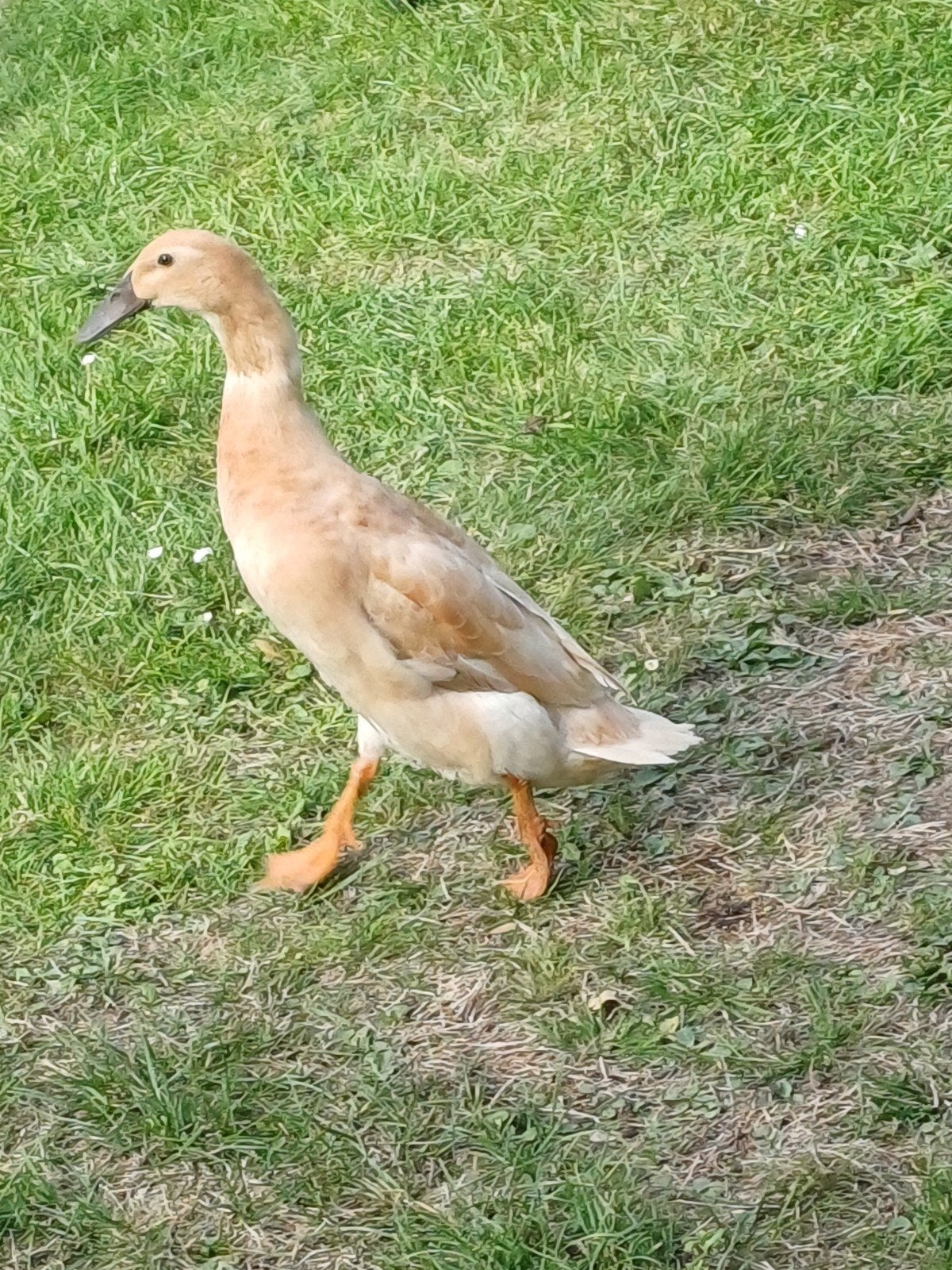 Canard courreur indien femelle