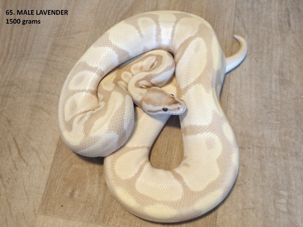Koningspythons half en volwassen kweekdieren deel 3 Ball Python photo 17