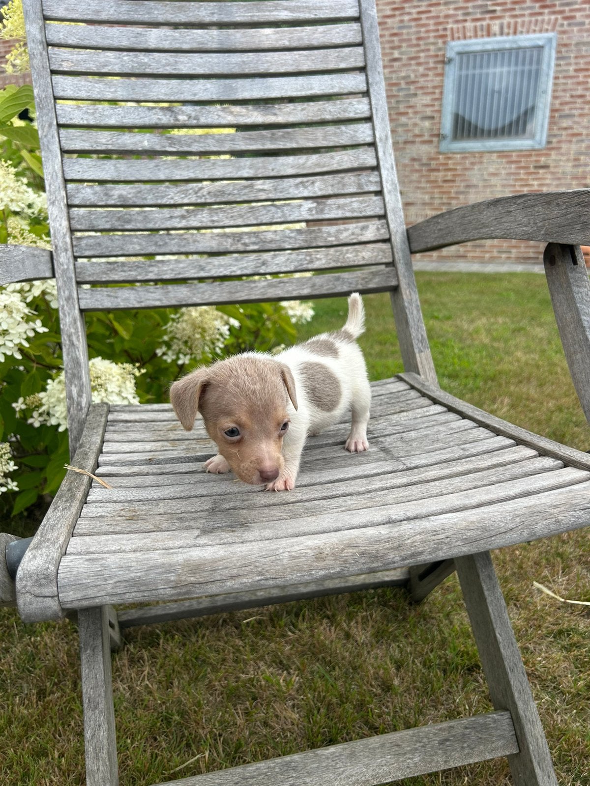 Jack Russel, Hépatite contagieuse (maladie de Rubarth), Autres races, 8 à 15 semaines, Plusieurs