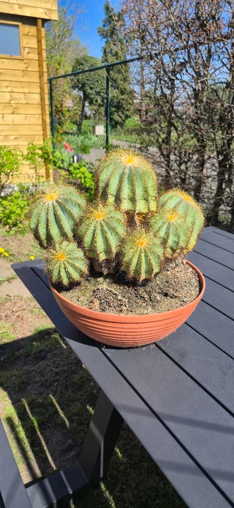 Parodia Magnifica, Tuin en Terras, Planten | Tuinplanten, Ophalen