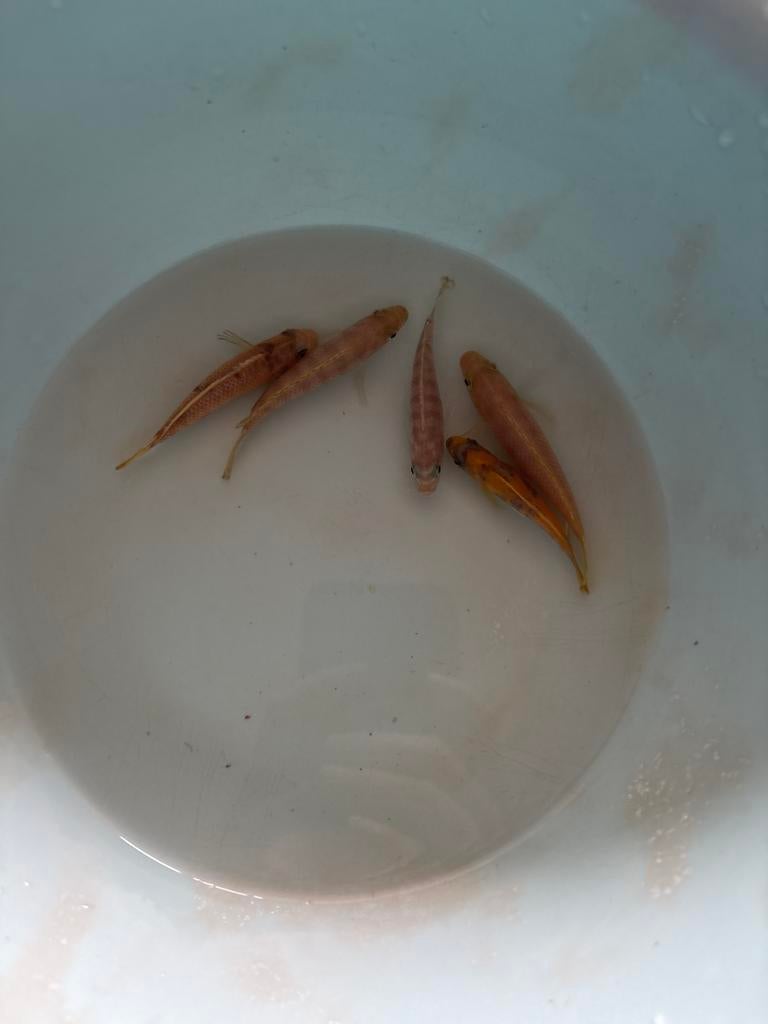 Cichliden, Dieren en Toebehoren