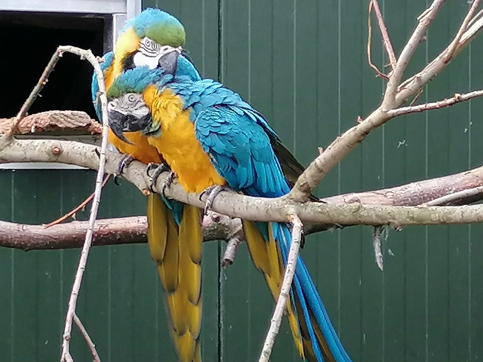 Superbes grands aras bleus et jaunes, Plusieurs animaux, Perroquet, Bagué