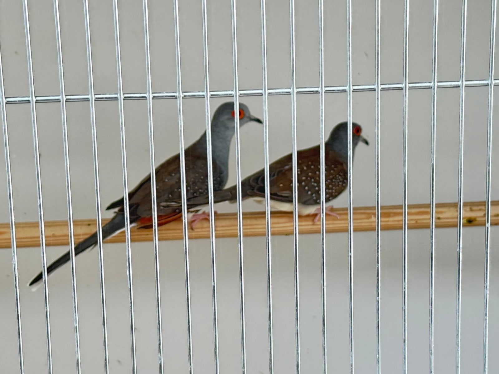 Diamond duifpaar, Dieren en Toebehoren