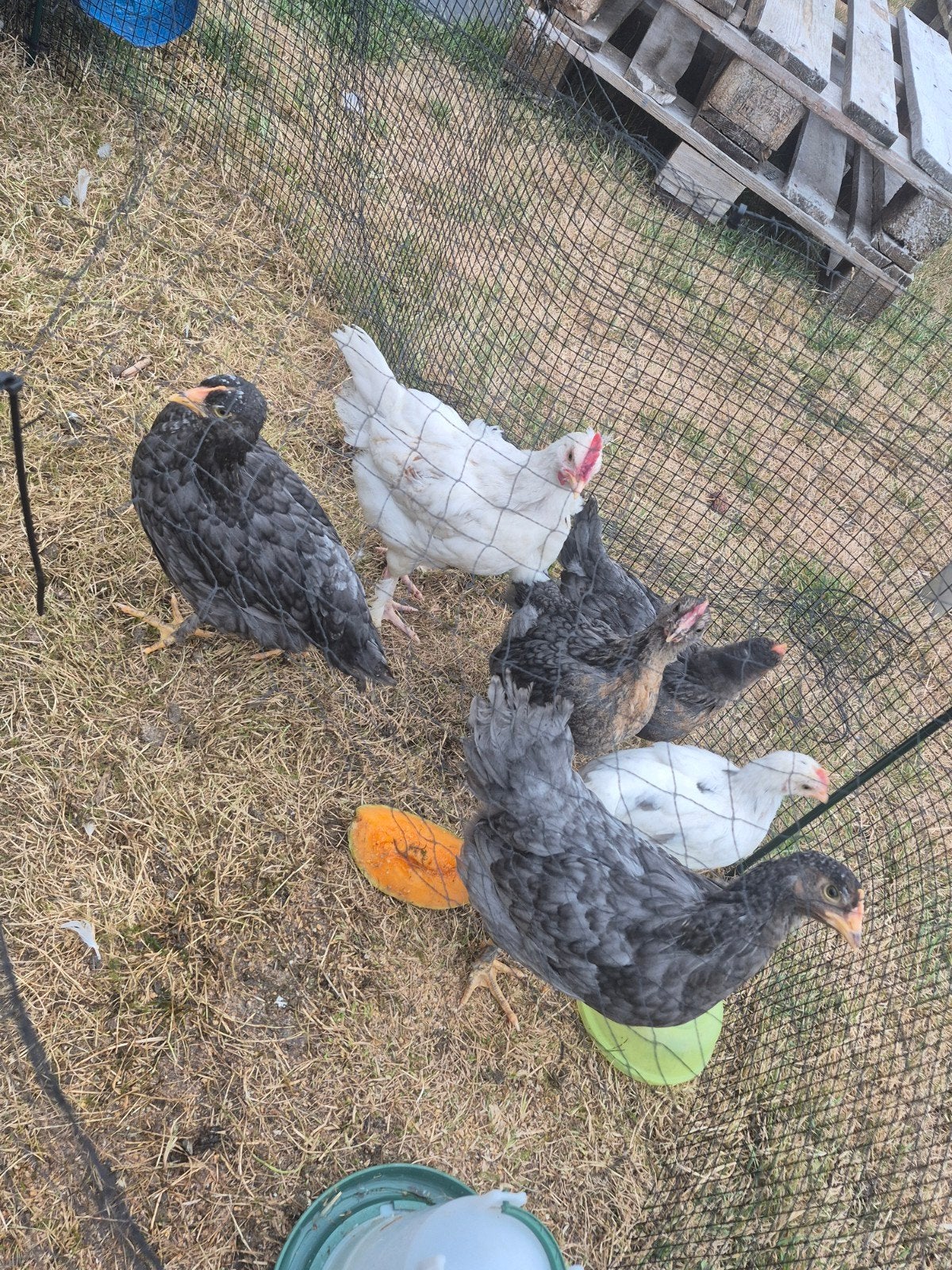 haantjes, Dieren en Toebehoren, Mannelijk