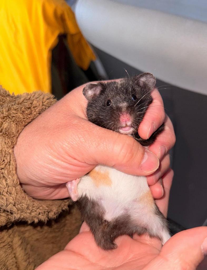 Goudhamster, Dieren en Toebehoren, Hamster, Februari, Vrouwelijk, Tam