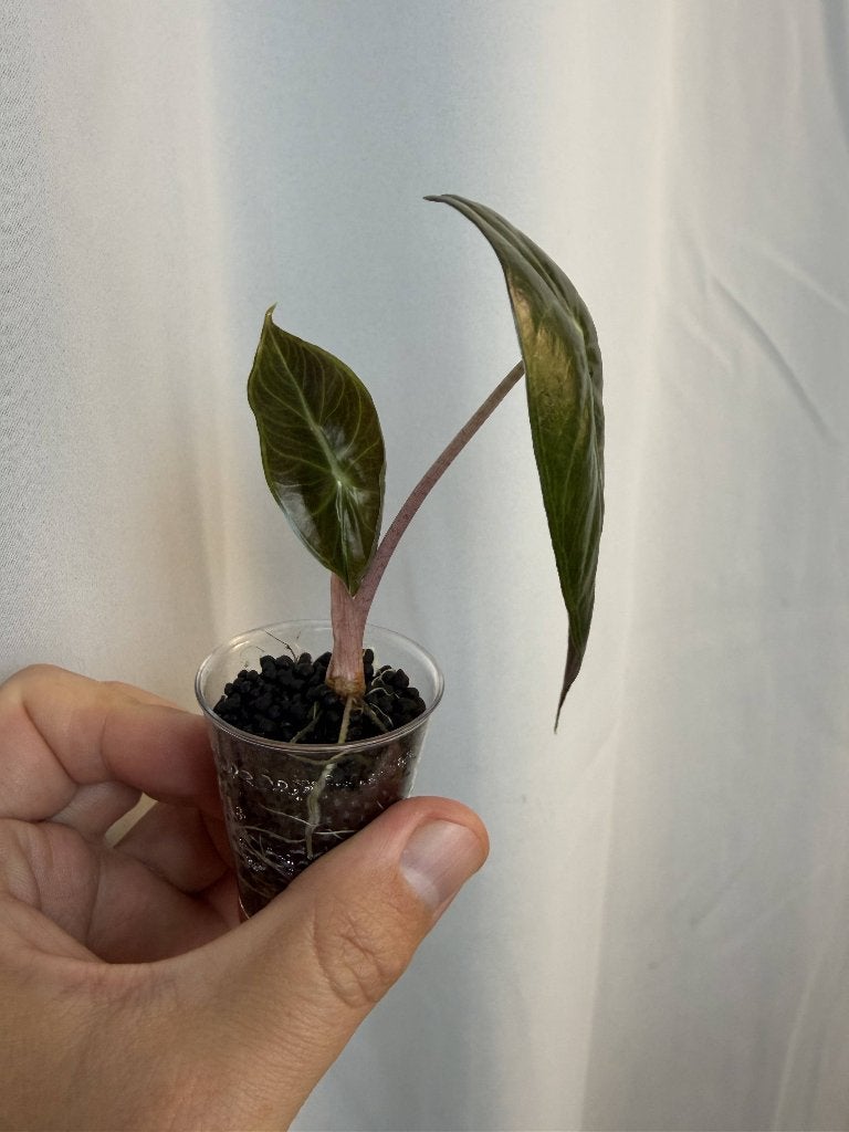 Alocasia Pink Dragon op fluval stratum (2x beschikbaar), Autres espèces, Moins de 100 cm, Enlèvement, Plante verte