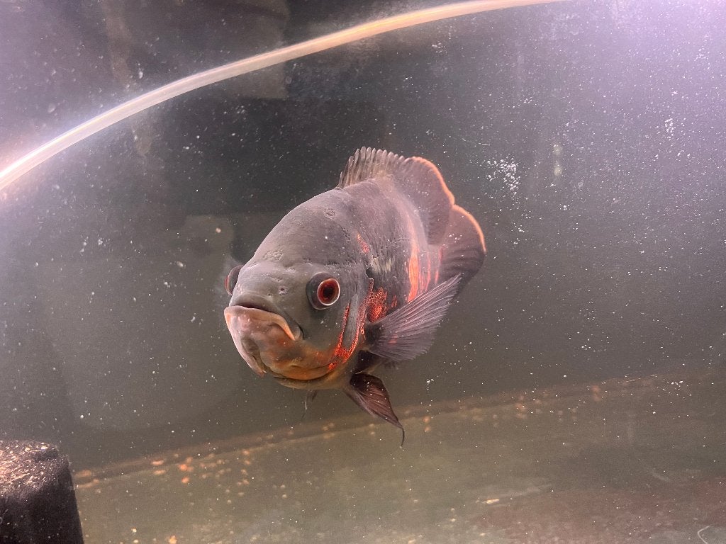Koppel Astronotus ocellatus – Pauwoog Cichlide (Oscar), Dieren en Toebehoren, Vissen | Aquariumvissen, Vis, Zoetwatervis